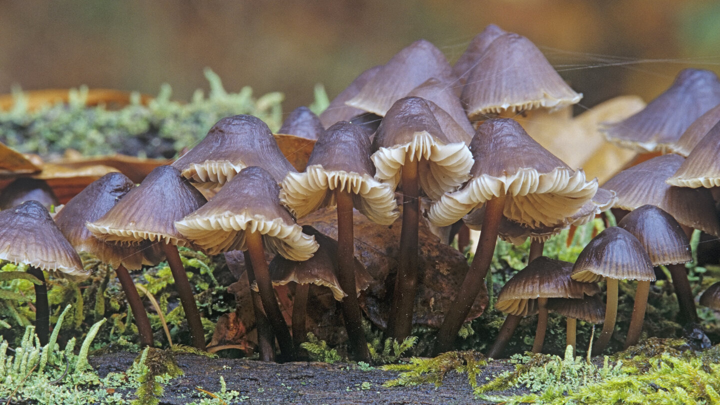 „Team NATUR“ – ein Bündnis aus Naturfilmenden und Naturschützenden um die Krise(n) gemeinsam als Chance zu nutzen?